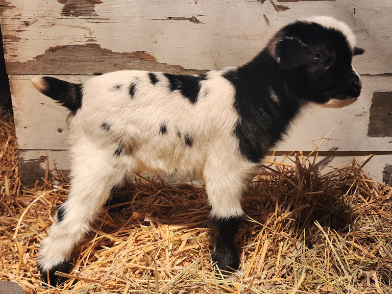 The Pasture North Dakota Myotonic Fainting Goats