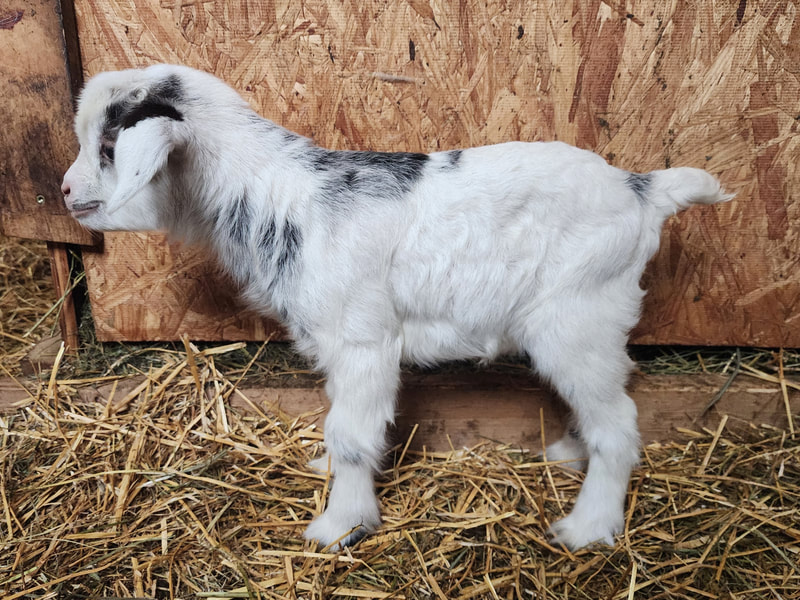 The Pasture North Dakota Myotonic Fainting Goats